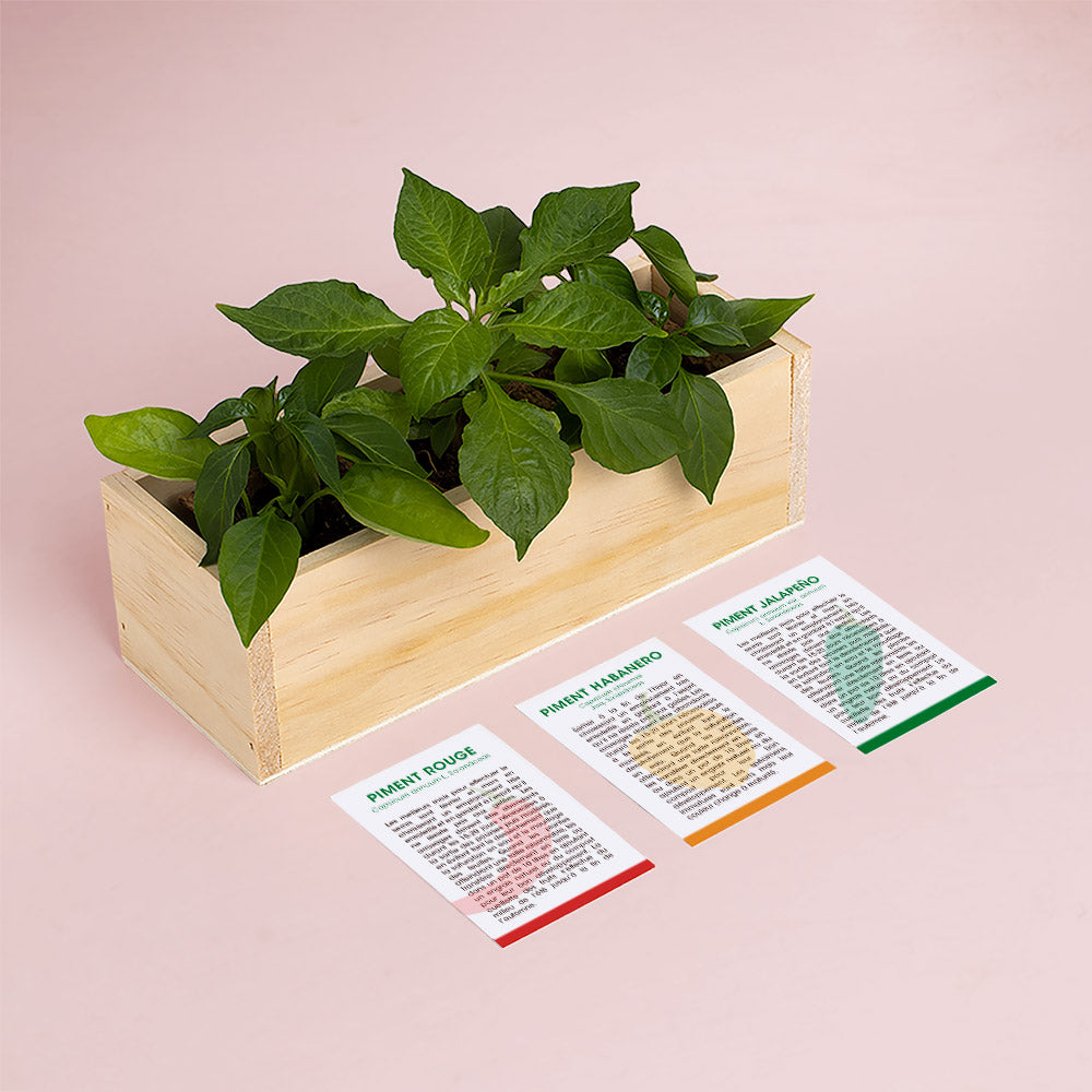 Kit de culture de piments – Habanero, Jalapeño et Piment – Resetea