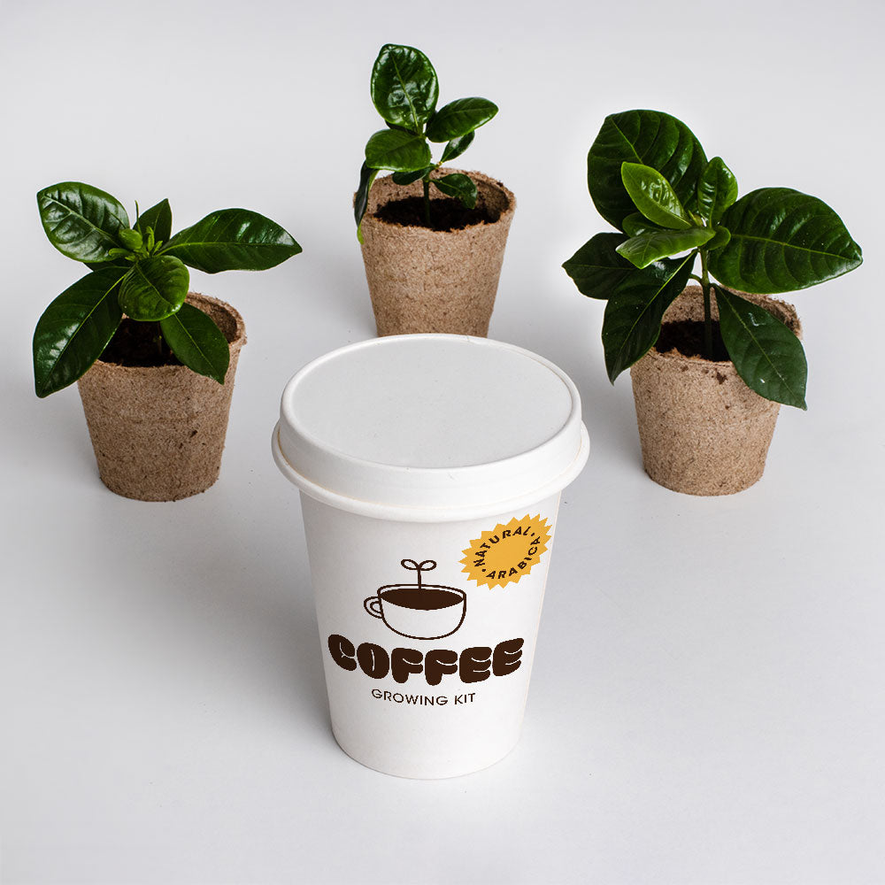 Kit de Culture de Café Arabica