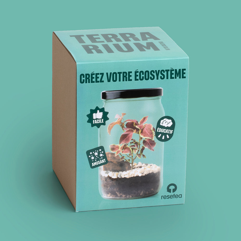 Kit Terrarium avec graines de Coléus