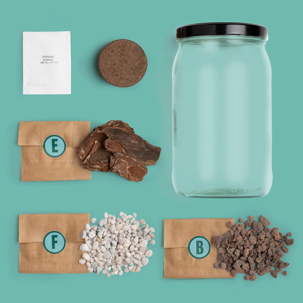 Kit Terrarium avec graines de Coléus