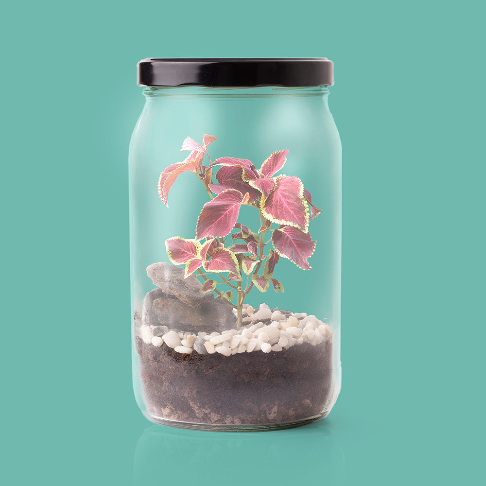 Kit Terrarium avec graines de Coléus