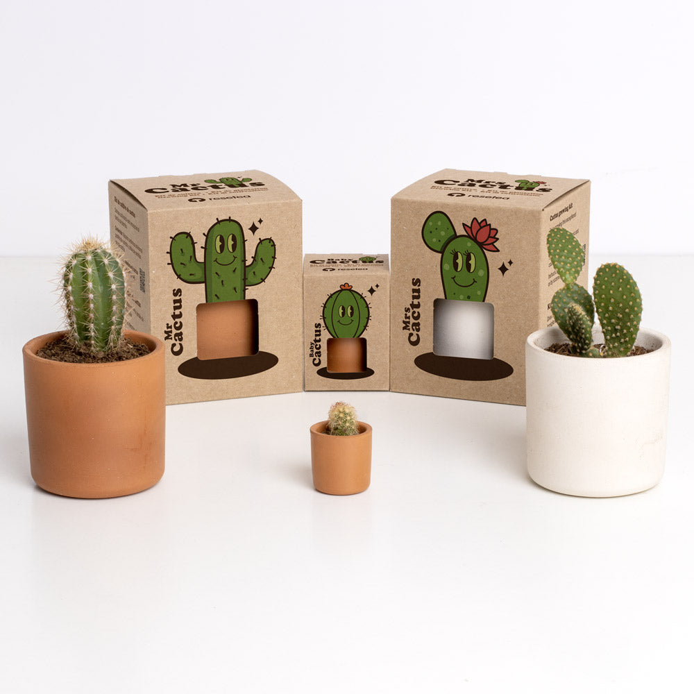 Kit de culture Mr. Cactus