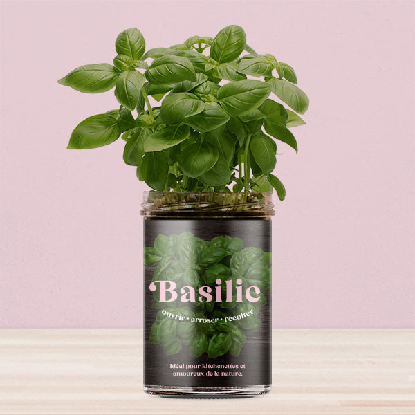 Kit de culture Basilic – Potager de cuisine