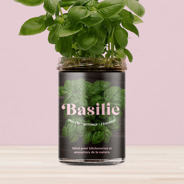 Kit de culture Basilic – Potager de cuisine