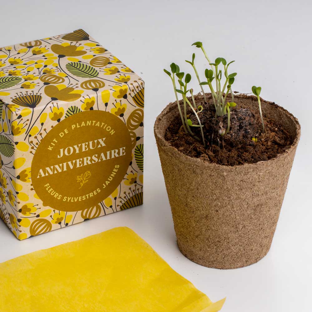 Kit de culture Dites-le avec des fleurs « Joyeux Anniversaire »