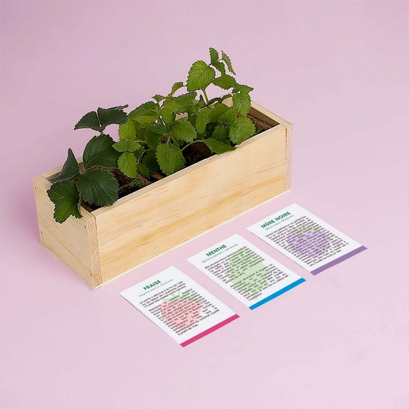 Kit de culture Desserts – Fraise, Menthe et Mûre