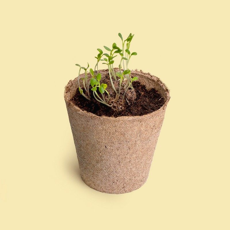 Kit de culture Faites un vœu – Pissenlit