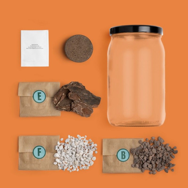 Kit de Culture Terrarium Pin