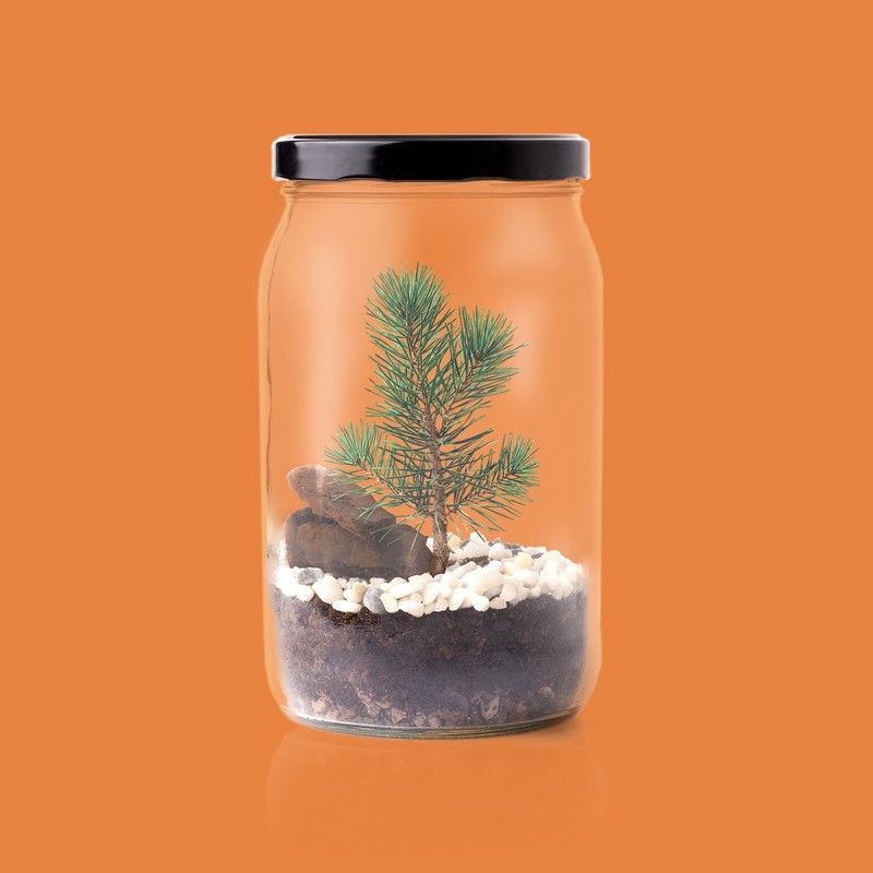 Kit de Culture Terrarium Pin