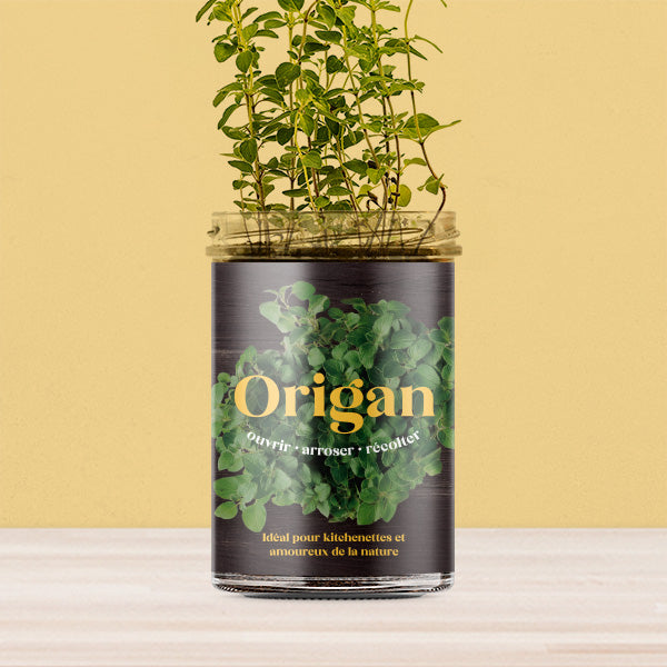 Kit de culture Origan – Potager de cuisine