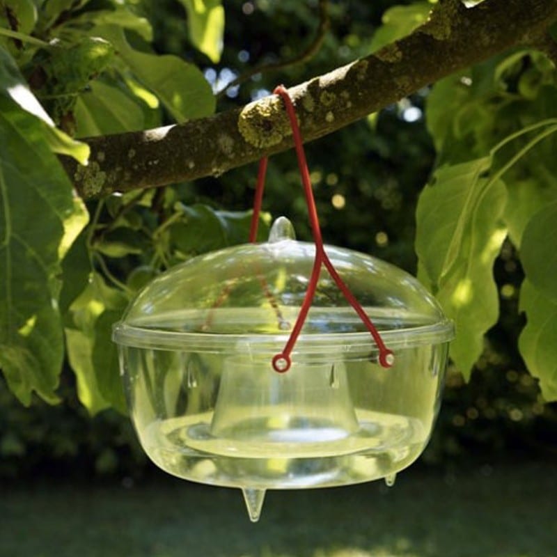Piège écologique pour guêpes et frelons
