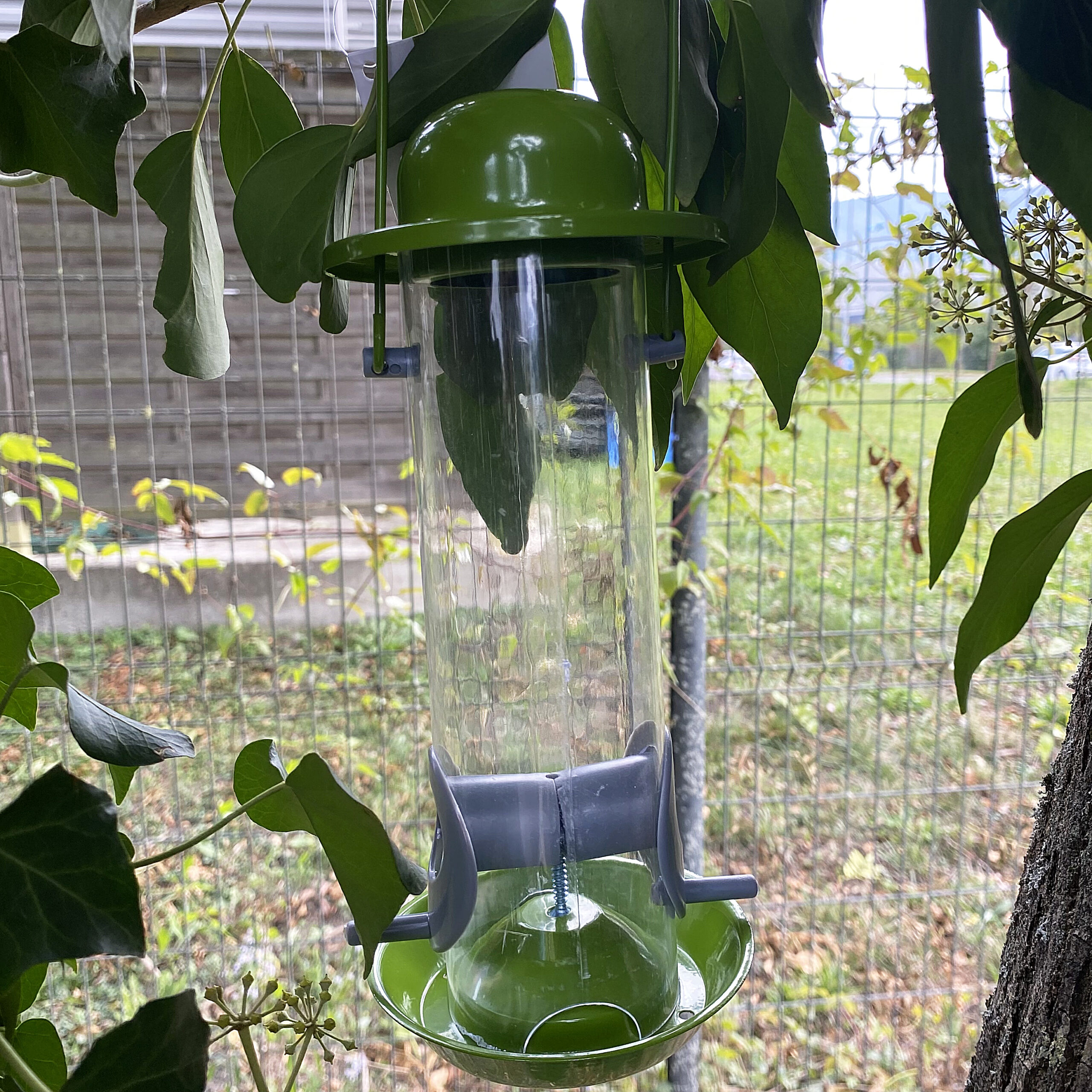 DIY Oiseaux de nos Jardins : 9 Plantes pour bien les nourrir - Blog