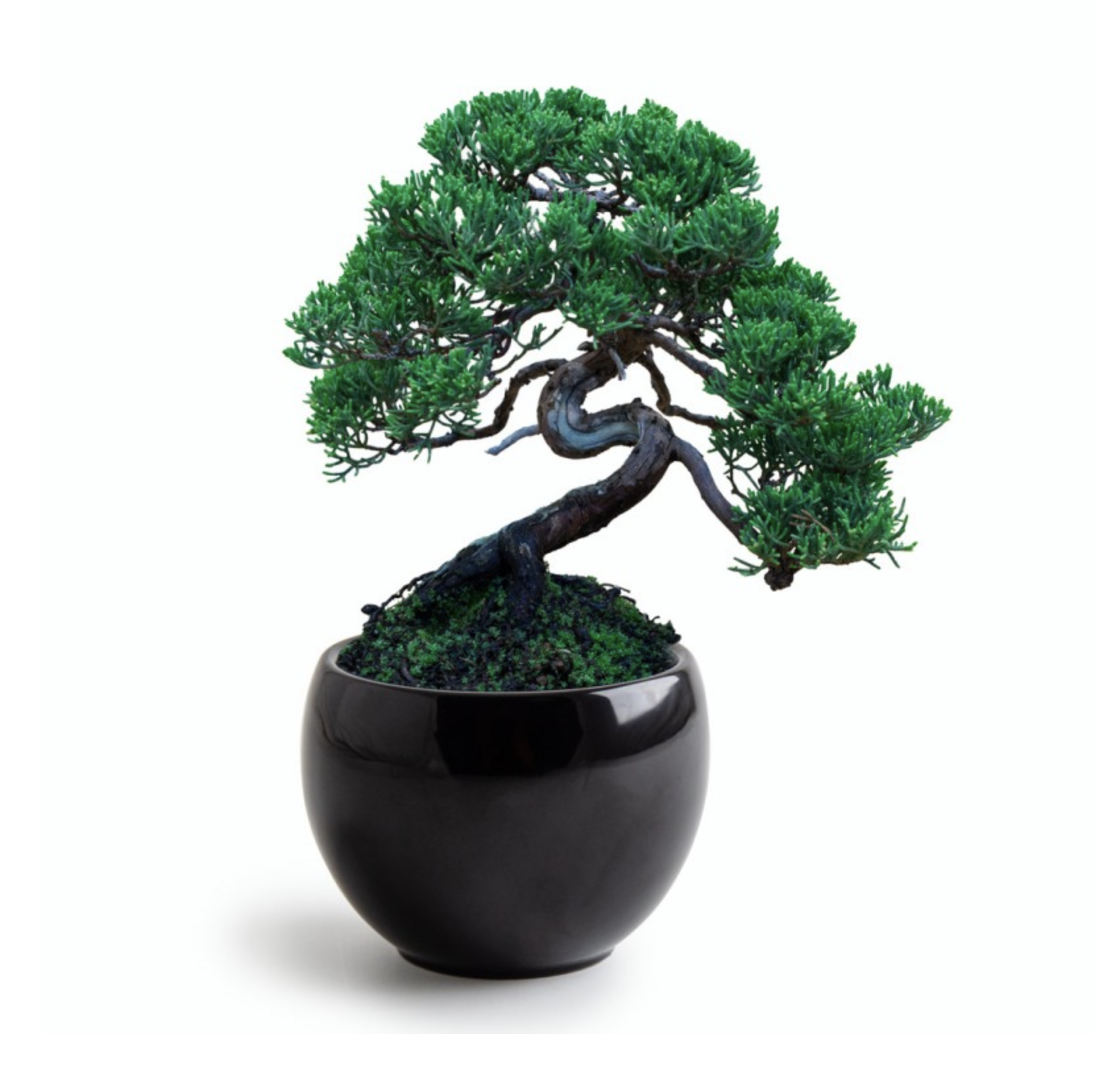 High-Q Kit bonsaï personnalisé genévrier pour faire pousser votre propre  arbre à Noël