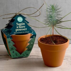 Résultat après la pousse du Kit de plantation Sapin de Noël